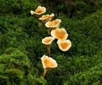 False Chanterelle.