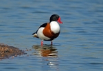 Shelduck