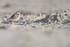 Piping Plover on the beach, Fort De Soto Park, Florida