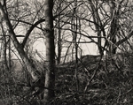Arboretum, Pennsylvania, #5, 1985