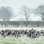 Barnacle Geese