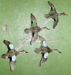 LEVI - TEALS