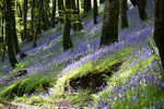 Bluebells near Looe in Cornwall