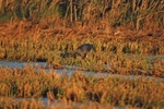 Western Purple Swamphen