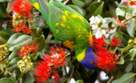 Lorikeet Feeding 1