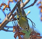 Goldcrest
