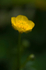 Flower - 4778