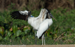 Woodstorks
