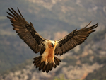 Lammergeier landing wings outstretched, Catalonia, Spain