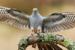 Cuckoo (male) landing on perch, Scotland