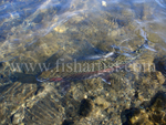 Reflections of a Trout.