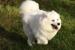 Samoyed
