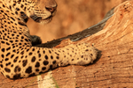 Jaguar (female) front paw, close view, Corixo Negro, Brazil