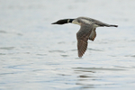Common Loon in flight low over water, Minnesota, USA