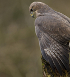 COMMON BUZZARD