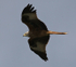 Red Kite fly-past