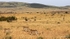 IMG_1276 Maasai Mara