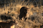 Puma Dark chases Puma Rupestre away from carcass (frame 1)