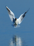 Black-headed Gull about to land in the water at Farmoor