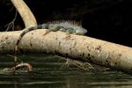 Green Iguana resting on fallen tree above river, Costa Rica