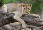 Lioness in a dead tree