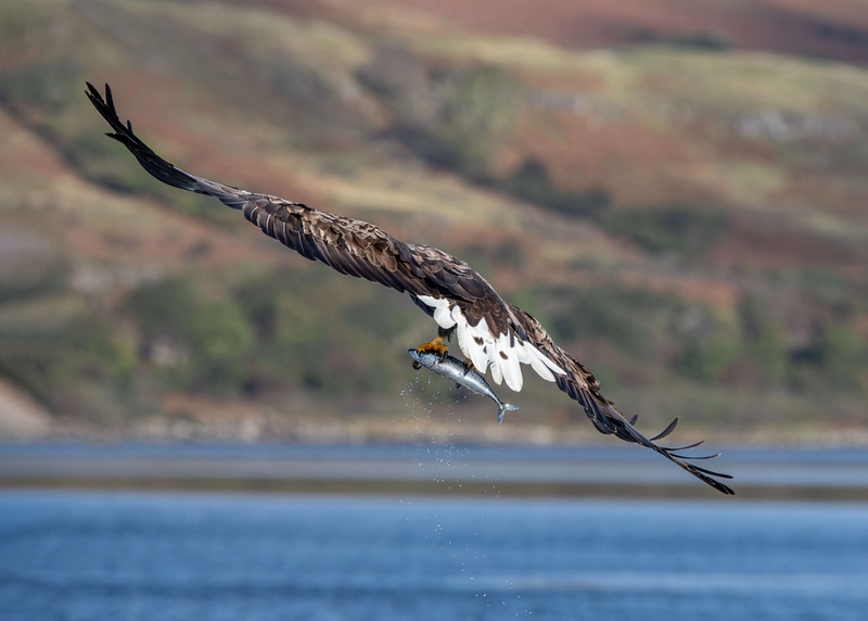 White Tailed Eagle - Isle of Mull - Scotland