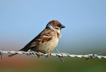 Sparrows portfolio