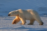Polarbear 0073
