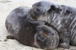 Elephant Seal Pups