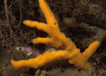 Axinella dissimilis