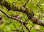 Wood Warbler