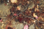 Amalosoma eddystonense