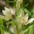 White helleborine (Cephalanthera damasonium) 