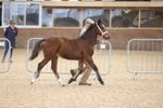 Class 24 - Foals portfolio