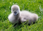 Week old Black Swan cygnet at Dawlish in South Devon