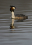 GREAT CRESTED GREBE ref Grebe 2