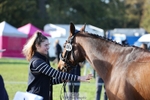 Section H, BE100 Open Rider 582-596 portfolio