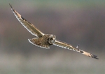 Short-eared Owl
