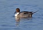Pintail
