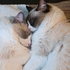 Bosom pals
