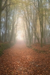 Autumn tunnell