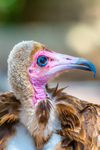 hooded vulture Necrosyrtes monachus-5612
