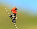 Black-winged Red Bishop portfolio