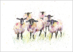 Black Face Sheep Fine Art Print 665