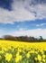 "A Host Of Golden Daffodils"