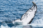 Fluke Splash 3