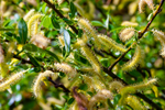 Willow catkins-128