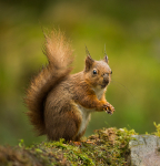 Red Squirrel
