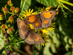 Gatekeeper and Meadow Brown
