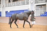 Class 7 - ROR Tattersalls In Hand portfolio